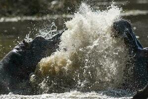 HIPPOPOTAMUS AMPHIBIUS in waterhole, Kruger National park,South Africa photo