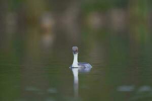 Silvery Grebe in Pampas lagoo environment, Patagonia, Argentina photo