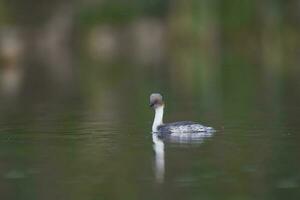 Silvery Grebe in Pampas lagoo environment, Patagonia, Argentina photo