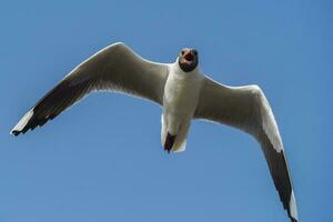 Brown hooded gull, La Pampa Province, Patagonia, Argentina photo