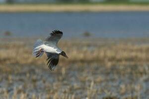 Brown hooded gull, La Pampa Province, Patagonia, Argentina photo