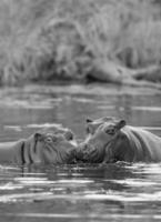 HIPPOPOTAMUS AMPHIBIUS in waterhole, Kruger National park,South Africa photo