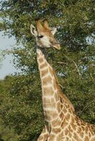 Giraffe, Kruger National Park, South Africa photo