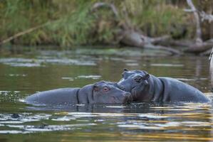 HIPPOPOTAMUS AMPHIBIUS in waterhole, Kruger National park,South Africa photo