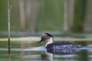 Silvery Grebe, Patagonia, Argentina photo