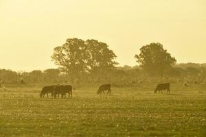 Steers grazing on the Pampas plain, Argentina photo