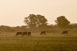 Steers grazing on the Pampas plain, Argentina photo