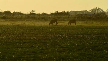 Steers grazing on the Pampas plain, Argentina photo