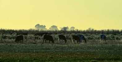 novillos pasto en el pampa plano, argentina foto