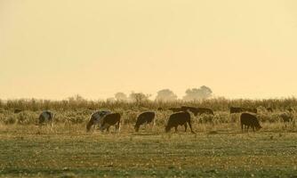 Steers grazing on the Pampas plain, Argentina photo