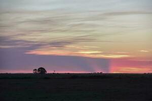 Pampas sunset landscape, La pampa, Argentina photo