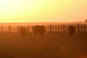 Cattle in Pampas landscape at dusk, Patagonia, Argentina photo