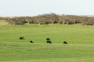 Steers grazing on the Pampas plain, Argentina photo