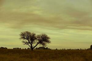 Pampas sunset landscape, La pampa, Argentina photo