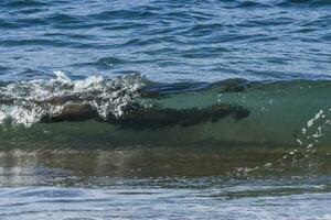 Sea lion surfing in the waves, Patagonia,Argentina. photo