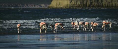 Flamingos feeding at low tide,Peninsula Valdes,Patagonia, Argentina photo