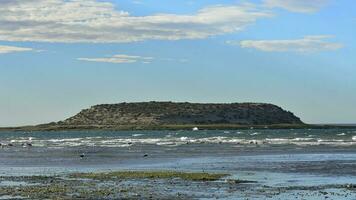 isla Delaware los pájaros ,naturaleza reservar, península Valdés, argentina foto