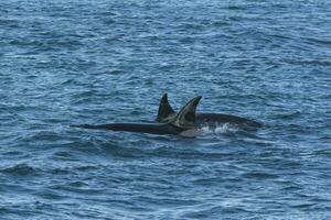 Killer whale hunting on the paragonian coast, Patagonia, Argentina photo