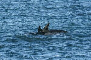 asesino ballena caza en el paragoniano costa, Patagonia, argentina foto