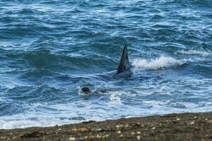 Killer whale hunting on the paragonian coast, Patagonia, Argentina photo