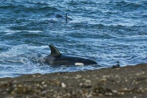 asesino ballena caza en el paragoniano costa, Patagonia, argentina foto