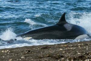 asesino ballena caza en el paragoniano costa, Patagonia, argentina foto