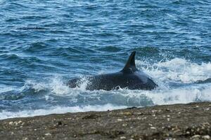 asesino ballena caza en el paragoniano costa, Patagonia, argentina foto