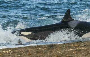 Killer whale hunting on the paragonian coast, Patagonia, Argentina photo