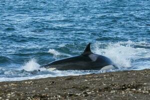 asesino ballena caza en el paragoniano costa, Patagonia, argentina foto