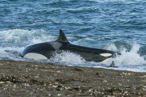 asesino ballena caza en el paragoniano costa, Patagonia, argentina foto