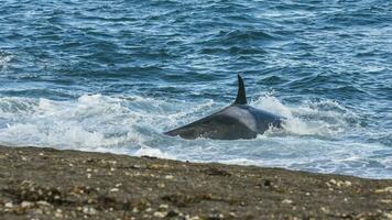 Killer whale hunting on the paragonian coast, Patagonia, Argentina photo