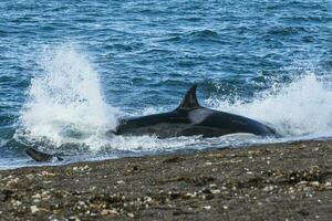 Killer whale hunting sea lions on the paragonian coast, Patagonia, Argentina photo