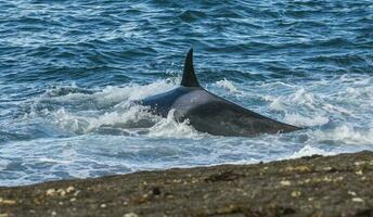 Killer whale hunting on the paragonian coast, Patagonia, Argentina photo