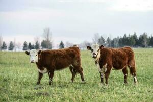 Steers grazing on the Pampas plain, Argentina photo