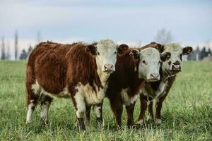 Steers grazing on the Pampas plain, Argentina photo