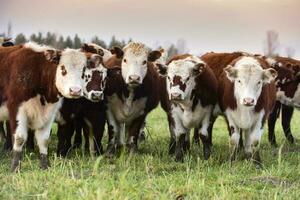 Cattle looking to the camera, Patagonia, Argentina photo