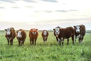 Cattle looking to the camera, Patagonia, Argentina photo