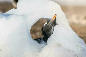 gentoo pingüino, neko Puerto,Antártida foto