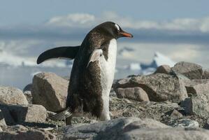Gentoo Penguin, Neko harbour,Antartica photo