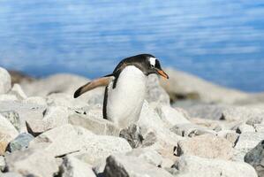 Gentoo Penguin, Neko Harbour,Antartica photo