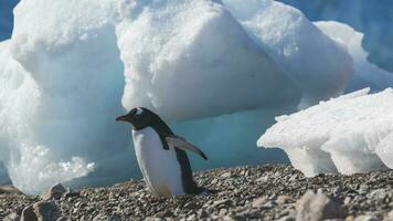 Gentoo Penguin, Antartica photo