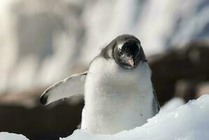 Gentoo penguin couple, Neko Harbor beach, Antarctic Peninsula. photo