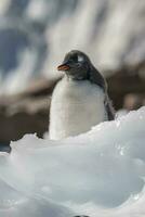 Gentoo penguin couple, Neko Harbor beach, Antarctic Peninsula. photo