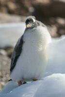 gentoo pingüino, antartica foto