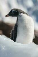 gentoo pingüino, antartica foto