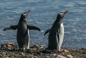 gentoo pingüino pareja, neko puerto playa, antártico península. foto