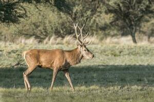 Male Red deer in La Pampa, Argentina, Parque Luro Nature Reserve photo