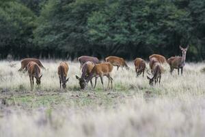 Female Red deer herd in La Pampa, Argentina, Parque Luro Nature Reserve photo