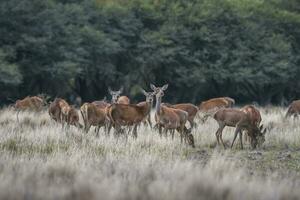 Female Red deer herd in La Pampa, Argentina, Parque Luro Nature Reserve photo