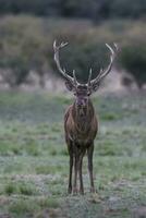 masculino rojo ciervo en la pampa, argentina, parque luro naturaleza reserva foto